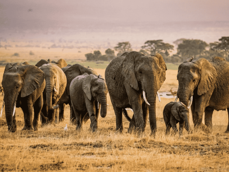 Things to do in Addo