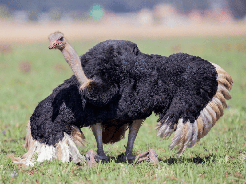 Things to Do in Oudtshoorn